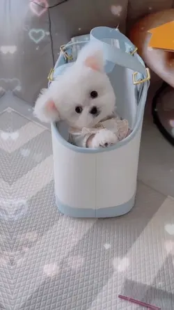 bebês! fofos!