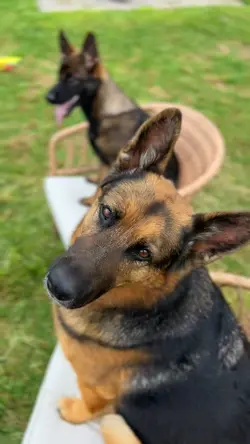 Fun dog template
