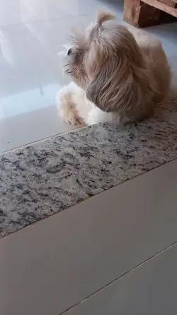 pet engraçados