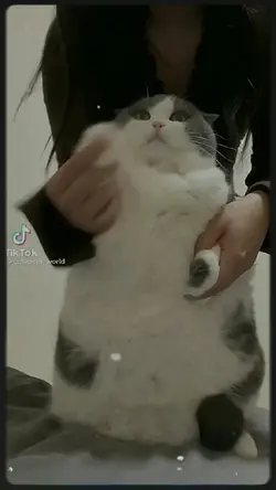 especial  250 cats<3