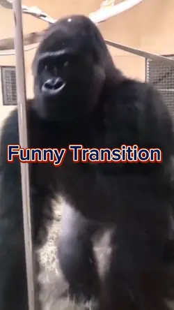 Funny transition