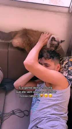 Zoom1 gatos