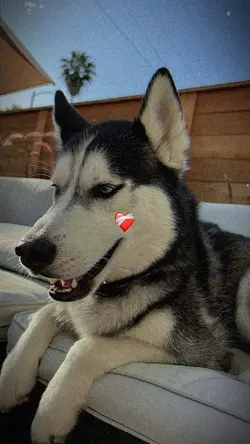 I love my pet 😭
