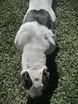 Pit no Grêmio??