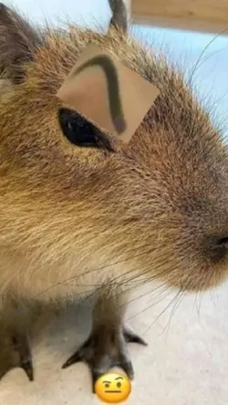 CAPIVARA