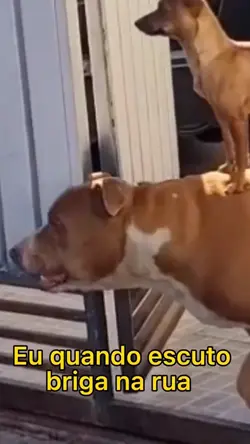 Fofoca 