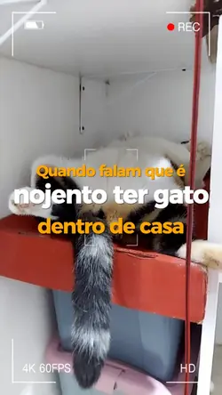 Gatos