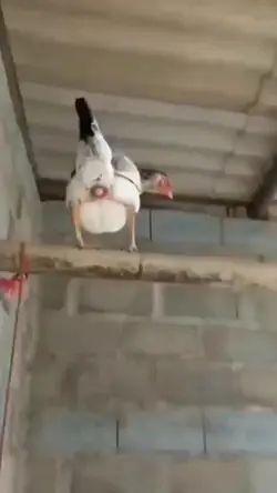 Zoe alguém kkk