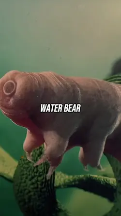 Things Under A Micro