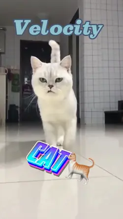 cat velocity