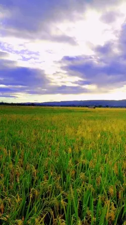 Pemandangan di sawah