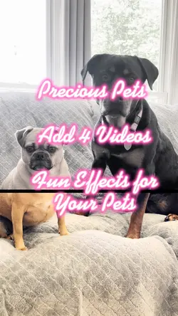 Precious Pets!