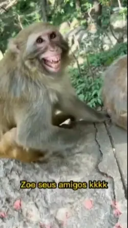 Macaco rindo kkk