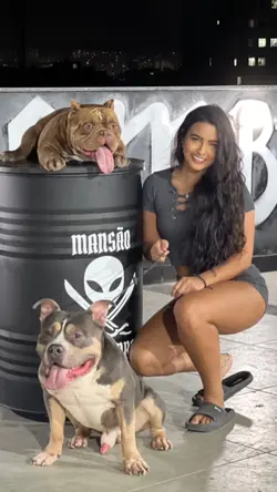 Pitbull enraivado