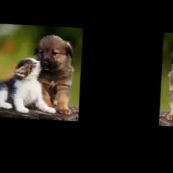 Dog and cat