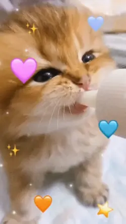 gatos