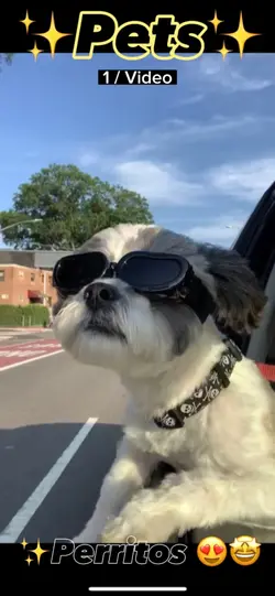 Perritos 😍🤩✨