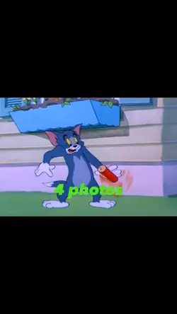 Best tom cat 