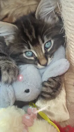 I'm the biggest cat!