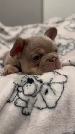 ANIMAIS FOFOS 