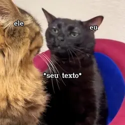 gato preto meme