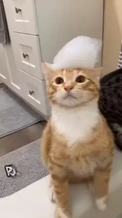 Gatos fofos