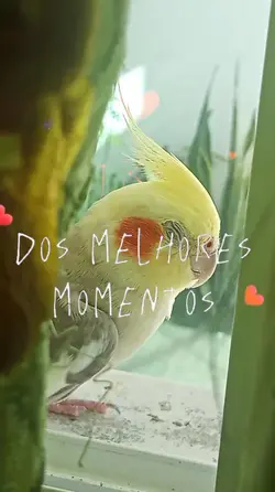 tempo bom !
