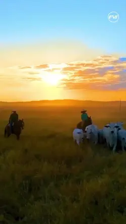 VIDA NO CAMPO!