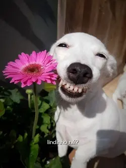 lindinho né 
