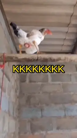 Romântico meme