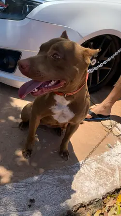 Pitbull 