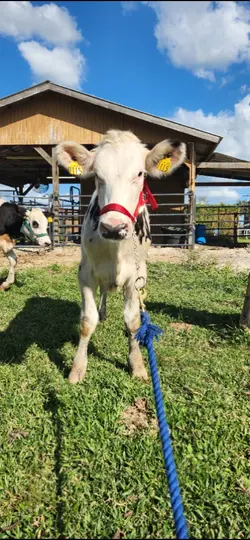 This is my cow 