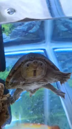 Turtle's 