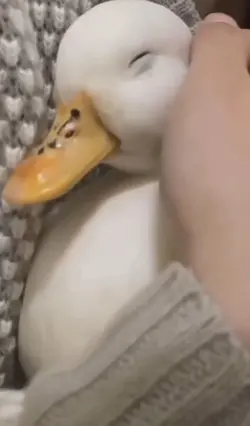 What a cute goose 