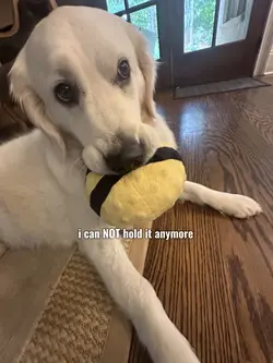 My Dog! 