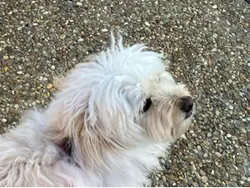 Crazy little dog