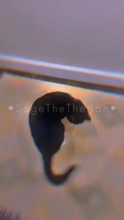 Spinning Cat!