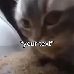 Cat vibing