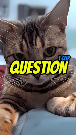 Question 😺🙀😾😼