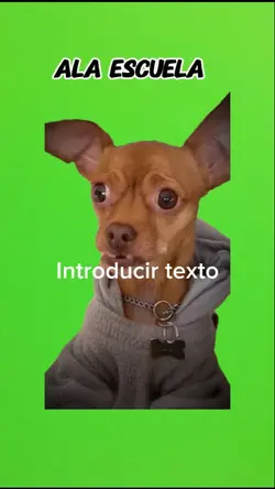 Chihuahua 