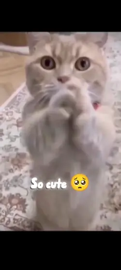 Meow