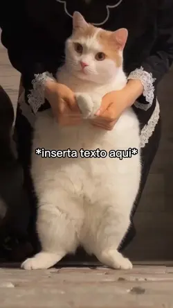 Gato Bailando Meme