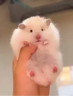 Hamster 