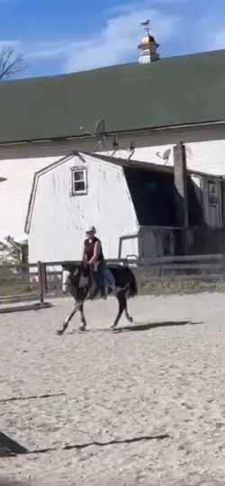 Horsie