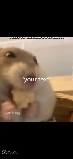 Animals 😂