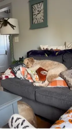 Lazy pup