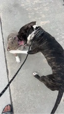 Play fighting