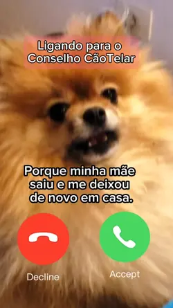 direitos do cão 