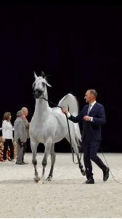 Arabians 🔥😍