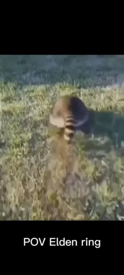 Elden ring raccoon 